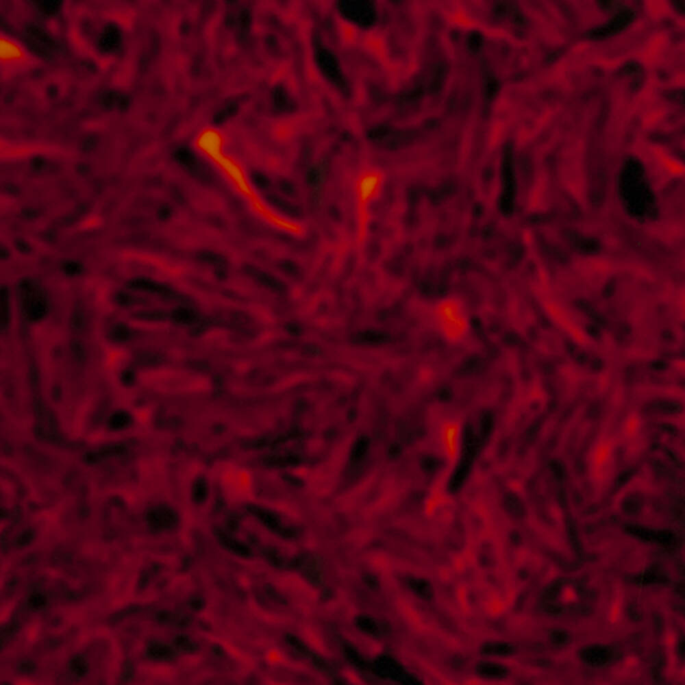 Pickguard Material Blank, Oversized - Tortoise Shell Solod (Semi-Transparent)