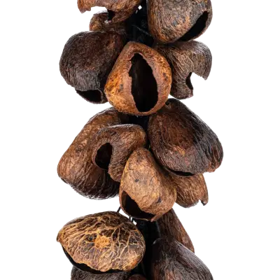 Pangi Waterfall Shaker - 40 Seeds