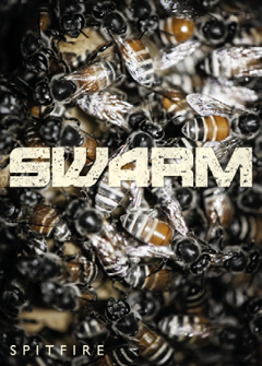 Swarm Mandolins - Download