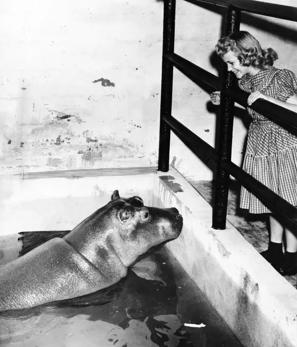 I want a Hippopotamus for Christmas, singer Gayla Peevey at the Oklahoma Zoo looking at a hippo